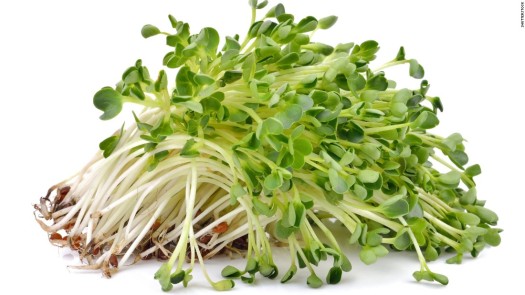 alfalfa sprout