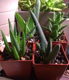 Fat Plants Fresh Aloe 3 Inch Pots San Diego 2