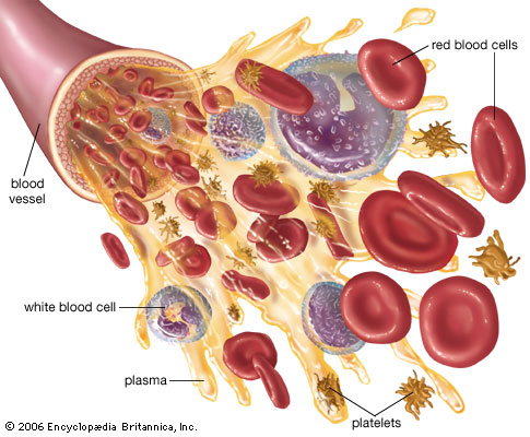 H3N2 Blood Cells Within Blood Vessel